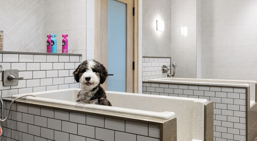 dog wash station with black and white dog 